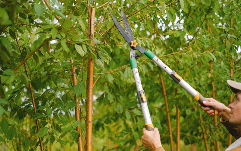 Tree trimming in Satsuma, AL